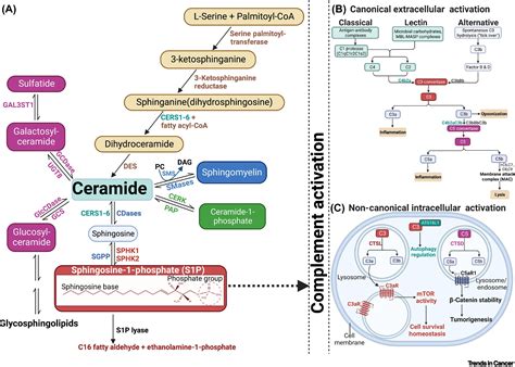 Sphingolipid metabolism and complement signaling in cancer progression ...