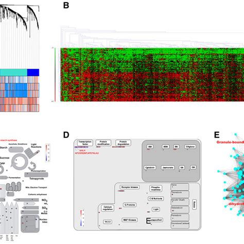 Gene regulatory network and pathway analyses of differentially ...