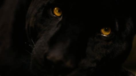 Black Panther Eyes Wallpapers - Top Free Black Panther Eyes Backgrounds ...