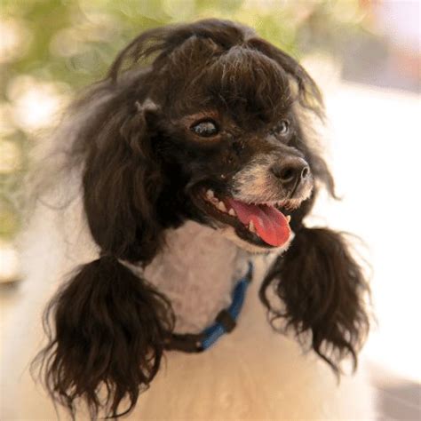 Parti Poodle - Breed Profile & Information - SpiritDog Training