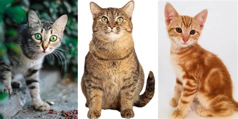 Identifying the 5 Types of Tabby Cat Markings