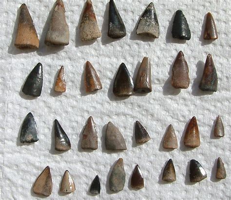 All Barracuda Teeth? - Fossil ID - The Fossil Forum