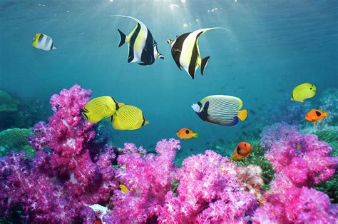 Tropical Reef Fish Over Soft Corals Photograph by Georgette Douwma ...