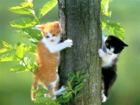 Fond d'ecran Chats dans l'arbre - Wallpaper