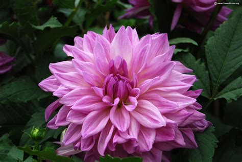 Dahlia varieties gallery