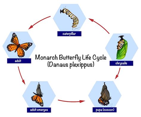 Monarch Butterfly Life Cycle Stages