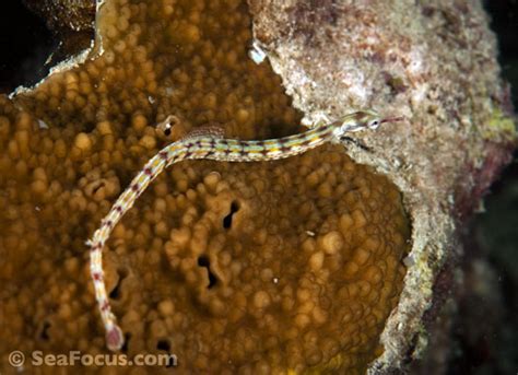 Pipefish and ghost pipefish – image gallery | marine species ...