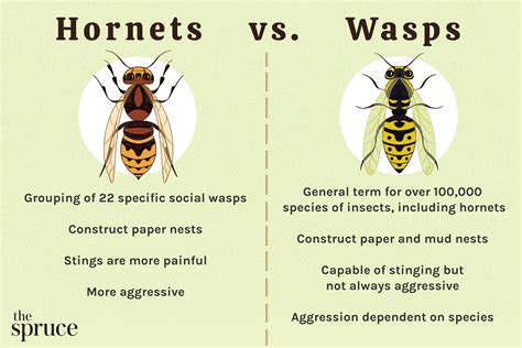 Wasp Vs Hornet Sting