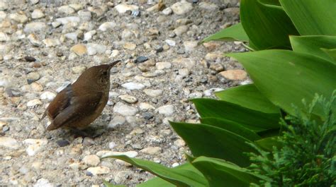 Jenny wren bird - hhulsd