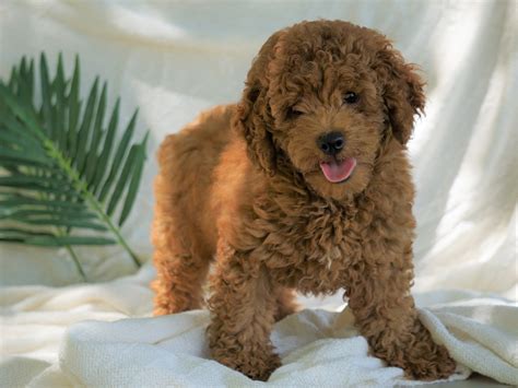 Mini Poodle For Sale Dundee, OH Male- Ricco – AC Puppies LLC