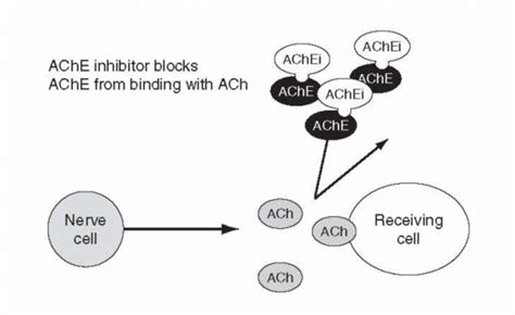 Effect of AChE inhibitors (Organophosphates) [38] | Download Scientific ...