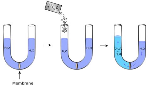 Difference Between Osmolarity and Osmolality | Definition, Explanation ...