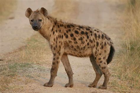 30 Interesting Spotted Hyena facts – Factins