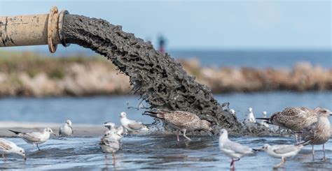 The deadly effects of sewage pollution on nature | Natural History Museum