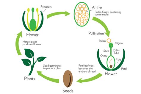 What Is Obtained During Sexual Reproduction In Plants | Free Download ...