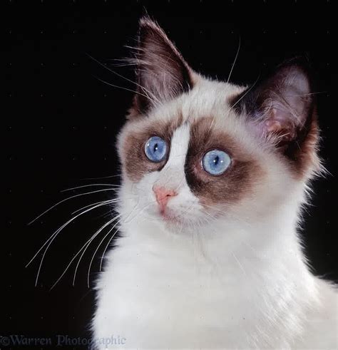 Ragdoll Cat Personality, Characteristics and Pictures - InspirationSeek.com