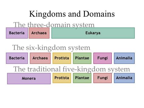 Eukarya Domain Chart