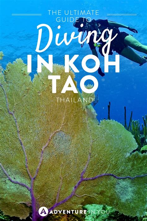 Koh Tao Diving: Everything You Need to Know