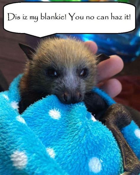 Logan Sanders on Twitter: "It is #BatAppreciationDay and as my favorite ...