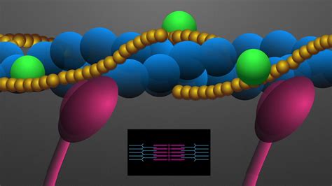 Muscle Contraction Animation