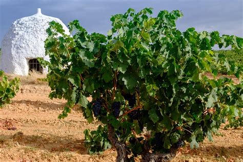 2024 (Pedrosa de Duero) Discover origin of Red Wine in Ribera del Duero ...