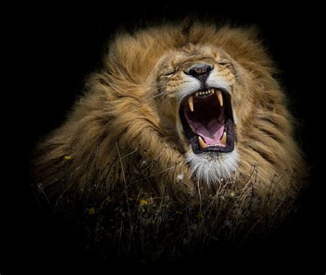 Lion Roaring Wallpapers - Wallpaper Cave