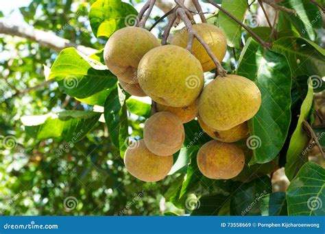 Santol Fruit Tree Garden Stock Images - 31 Photos