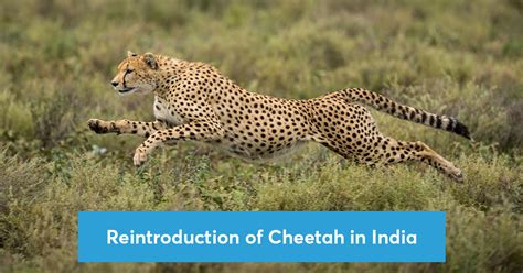 All You Need to Know About Reintroduction of Cheetah in India