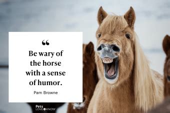 26 Hilariously Funny Horse Quotes to Crack You Up | LoveToKnow Pets