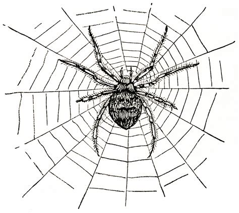 Spider Web Art - Cliparts.co