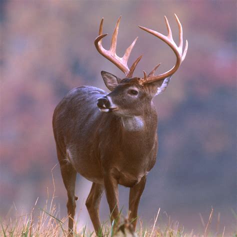 Deer Pictures | Wildlife Animals - PICTURE POOL