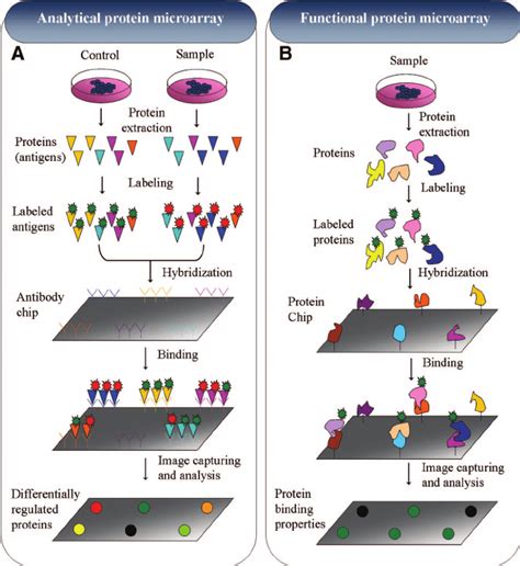 Figure 4. Schematic representation of protein microarray. Protein chips ...