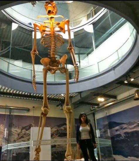 Pin by Daniboy109 on ANCIENT HISTORY | Giant skeleton, Nephilim giants ...