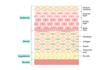 Human Skin Layers And Functions