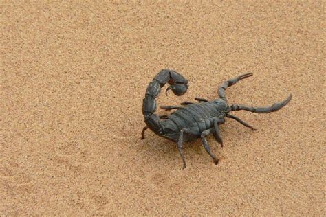 10 Fascinating Facts About Scorpions