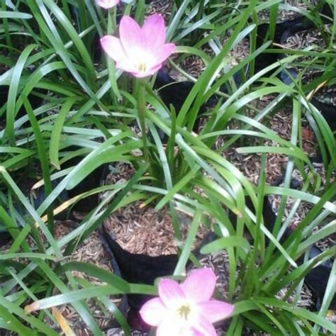 Jual Tanaman Bunga Lili Air Hujan Pink di Lapak Hari Flora Landscape ...