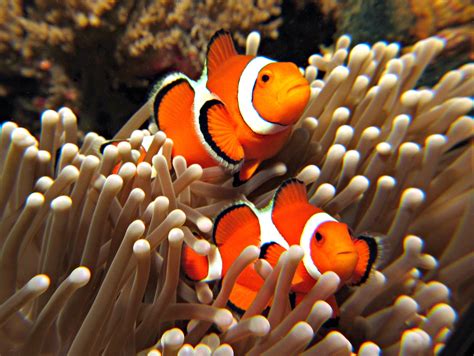 Clownfish Wallpapers - Wallpaper Cave