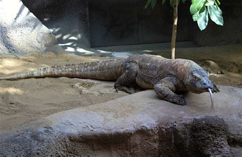 Komodo Dragon Venom Effects Explained – Animal Facts Blog