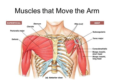 Shoulder muscles : attachment, nerve supply & action - NEET PG - www ...