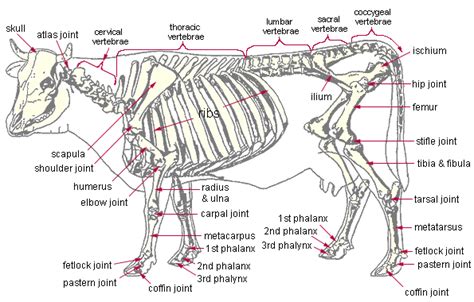 Anatomy of Cattle: A Comprehensive Guide