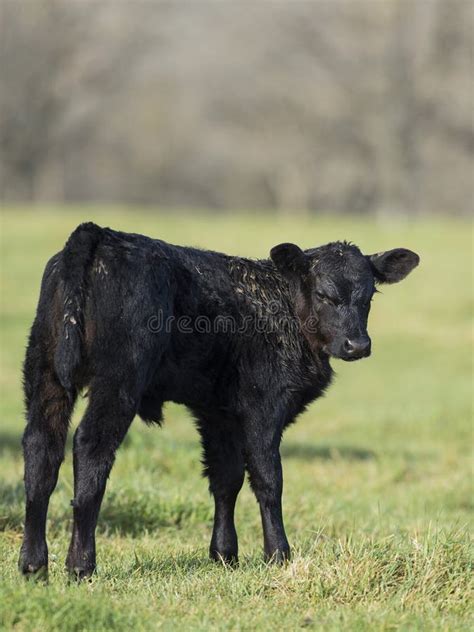 Black Angus Calf stock photo. Image of steer, ranch, angus - 85136098