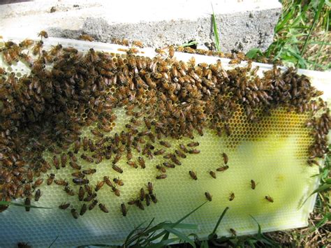 Garden at Cathis: Large bee hive