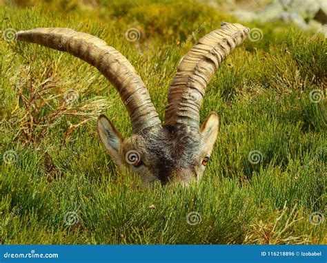 Horns of a mountain goat stock photo. Image of nature - 116218896