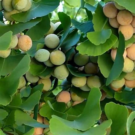 Buy Ginkgo Tree Seeds (Ginkgo biloba) Packet of 5+ Rare Medicinal Tree ...