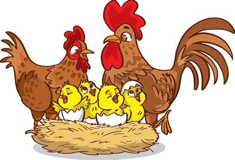 Isolated chicken family on white background 12715961 Vector Art at Vecteezy