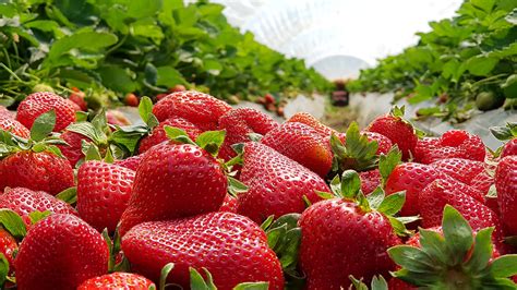 Are Strawberries Native To California? Exploring Their Origins