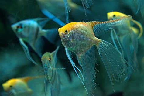 Angelfish - The Care, Feeding and Breeding of Angelfish - Aquarium Tidings