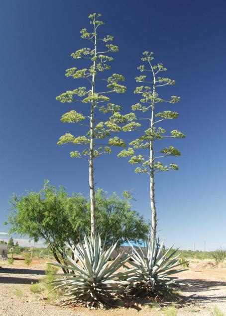 Agave americana | Purdue University Famine Foods