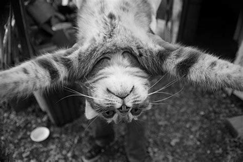 upside down cat says hi | Funny cat pictures, Cats, Funny cats