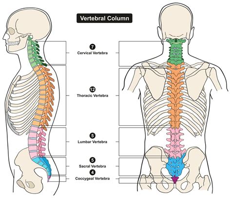 How To Spell Vertebrae